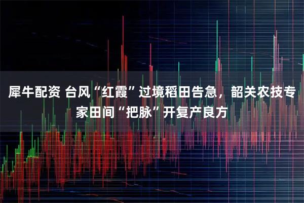 犀牛配资 台风“红霞”过境稻田告急，韶关农技专家田间“把脉”开复产良方